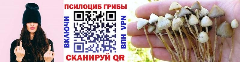 Галлюциногенные грибы Psilocybine cubensis  Купить закладки  Невинномысск 